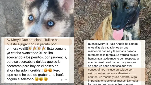 Conversación de WhatsApp con avances de una familia de ORIGEN