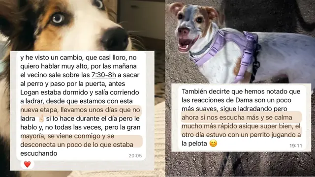 Conversación de WhatsApp con avances de una familia de ORIGEN