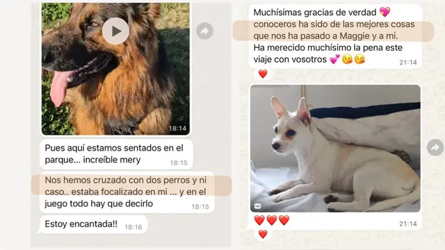 Conversación de WhatsApp con avances de una familia de ORIGEN