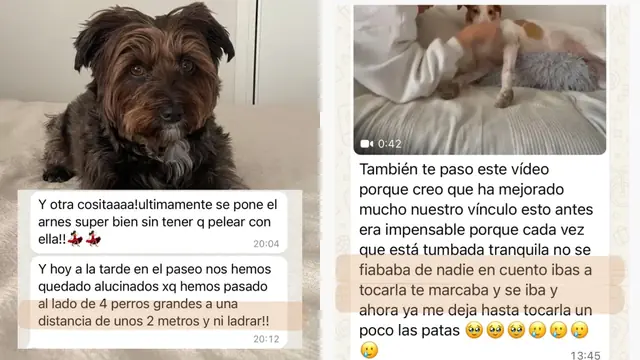 Conversación de WhatsApp con avances de una familia de ORIGEN