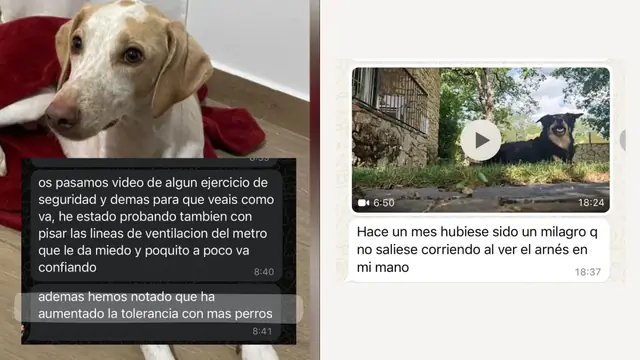 Conversación de WhatsApp con avances de una familia de ORIGEN