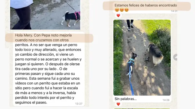 Conversación de WhatsApp con avances de una familia de ORIGEN