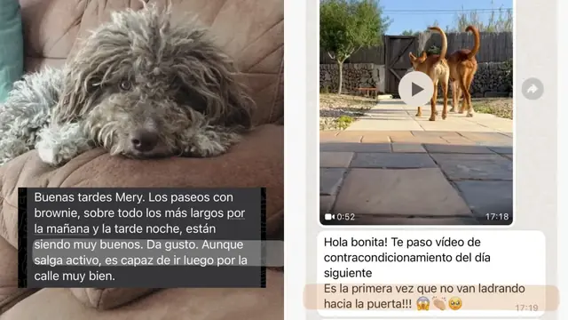 Conversación de WhatsApp con avances de una familia de ORIGEN