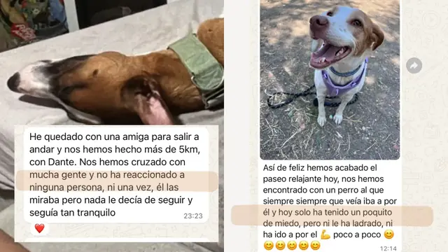 Conversación de WhatsApp con avances de una familia de ORIGEN