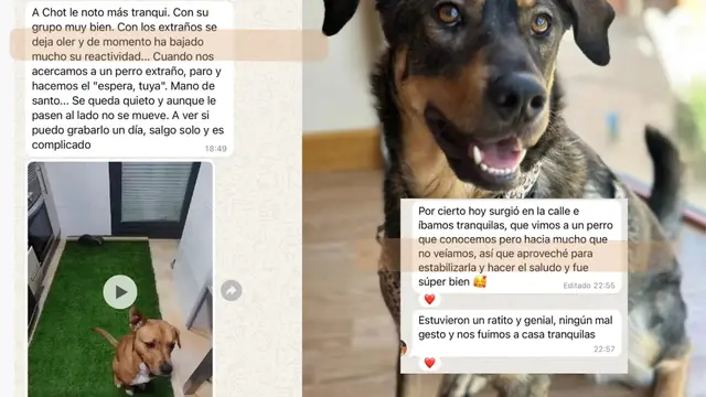 Conversación de WhatsApp con avances de una familia de ORIGEN