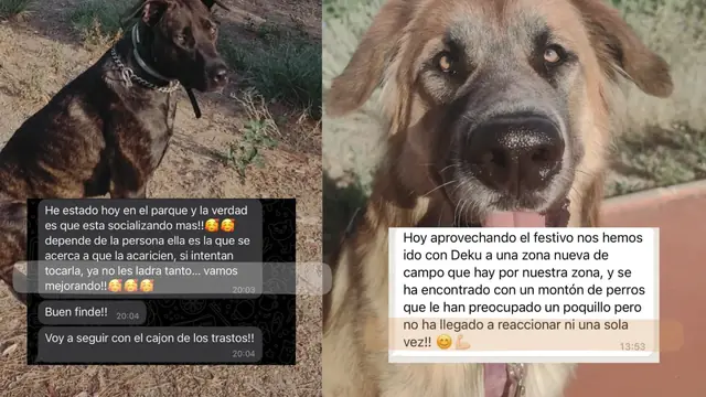 Conversación de WhatsApp con avances de una familia de ORIGEN