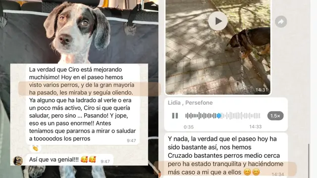 Conversación de WhatsApp con avances de una familia de ORIGEN