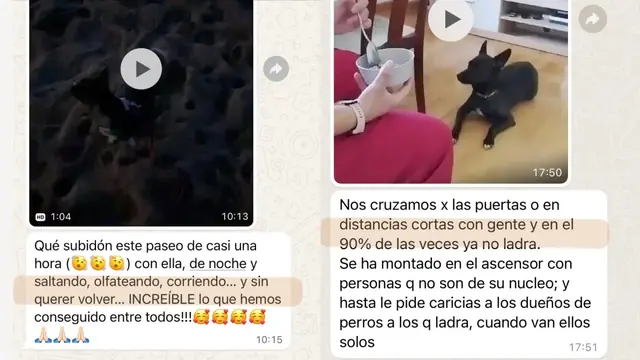 Conversación de WhatsApp con avances de una familia de ORIGEN