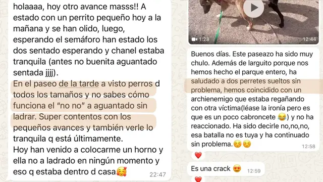 Conversación de WhatsApp con avances de una familia de ORIGEN