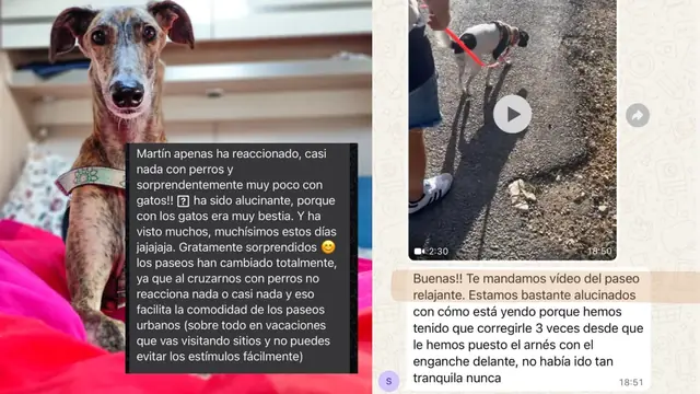 Conversación de WhatsApp con avances de una familia de ORIGEN