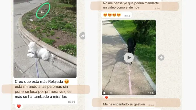 Conversación de WhatsApp con avances de una familia de ORIGEN