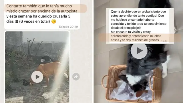Conversación de WhatsApp con avances de una familia de ORIGEN