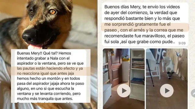 Conversación de WhatsApp con avances de una familia de ORIGEN