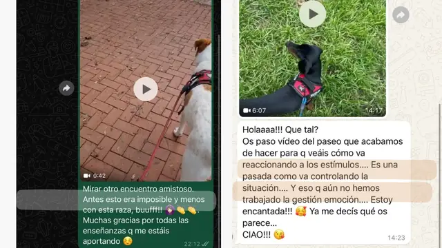 Conversación de WhatsApp con avances de una familia de ORIGEN