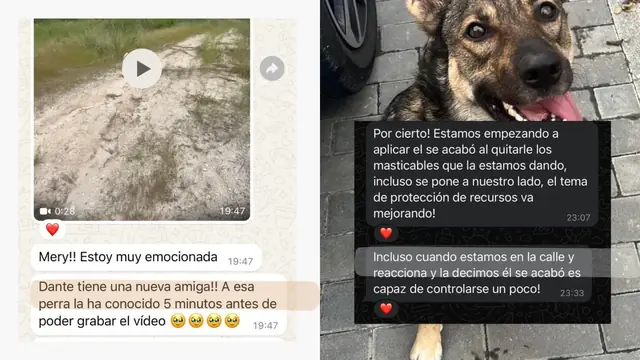 Conversación de WhatsApp con avances de una familia de ORIGEN
