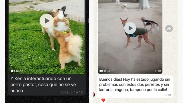 Conversación de WhatsApp con avances de una familia de ORIGEN