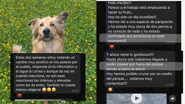 Conversación de WhatsApp con avances de una familia de ORIGEN