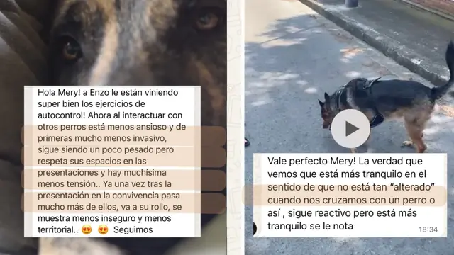 Conversación de WhatsApp con avances de una familia de ORIGEN