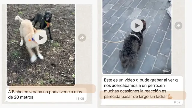 Conversación de WhatsApp con avances de una familia de ORIGEN