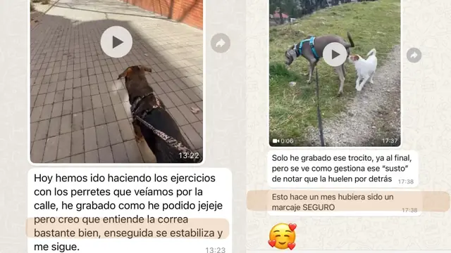 Conversación de WhatsApp con avances de una familia de ORIGEN