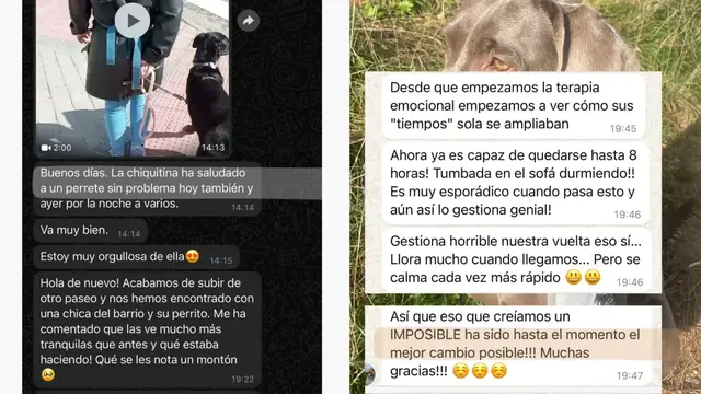 Conversación de WhatsApp con avances de una familia de ORIGEN