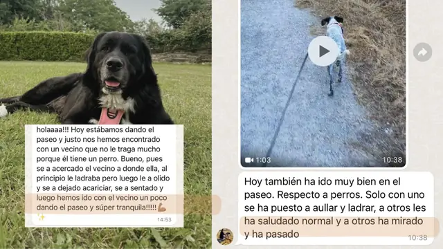 Conversación de WhatsApp con avances de una familia de ORIGEN