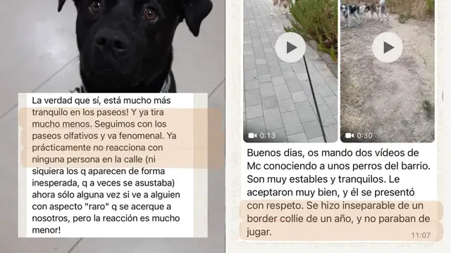 Conversación de WhatsApp con avances de una familia de ORIGEN