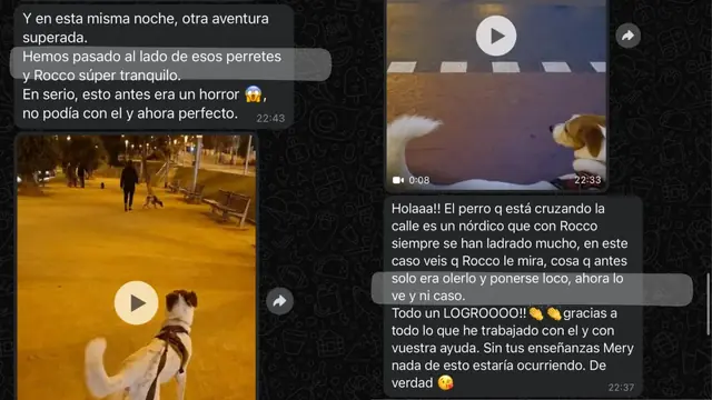 Conversación de WhatsApp con avances de una familia de ORIGEN