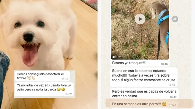 Conversación de WhatsApp con avances de una familia de ORIGEN