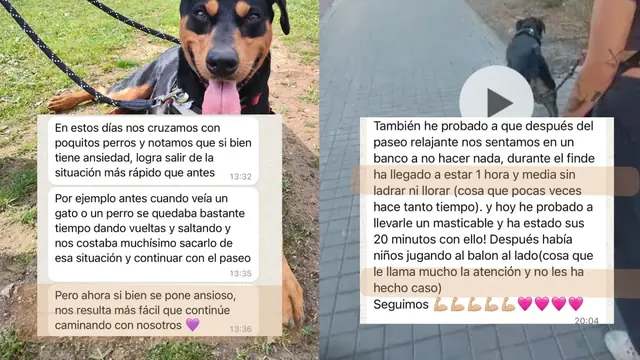 Conversación de WhatsApp con avances de una familia de ORIGEN