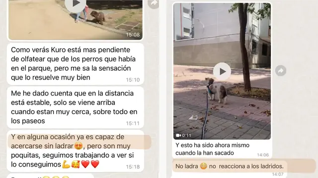 Conversación de WhatsApp con avances de una familia de ORIGEN