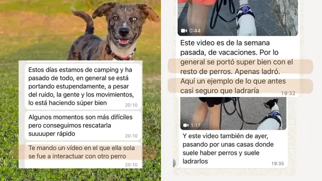 Conversación de WhatsApp con avances de una familia de ORIGEN