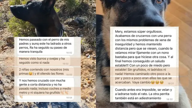 Conversación de WhatsApp con avances de una familia de ORIGEN