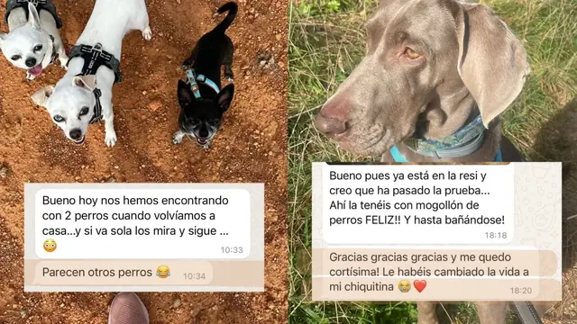 Conversación de WhatsApp con avances de una familia de ORIGEN