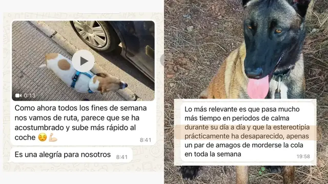 Conversación de WhatsApp con avances de una familia de ORIGEN