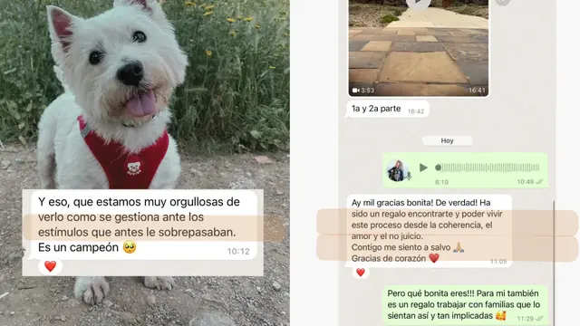 Conversación de WhatsApp con avances de una familia de ORIGEN