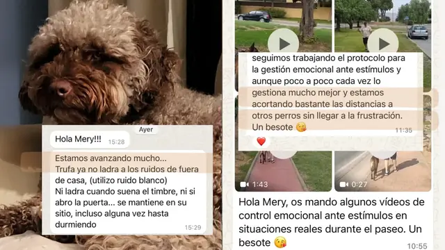 Conversación de WhatsApp con avances de una familia de ORIGEN