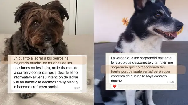 Conversación de WhatsApp con avances de una familia de ORIGEN