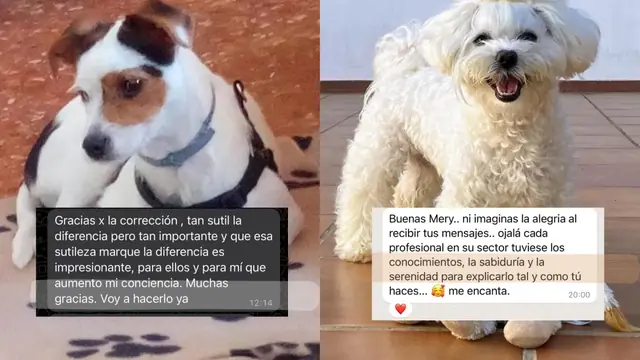 Conversación de WhatsApp con avances de una familia de ORIGEN