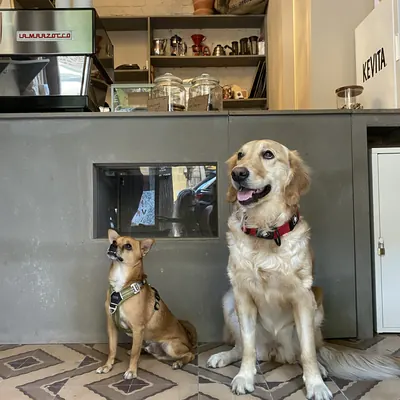 Dos perros esperando en la cafetería