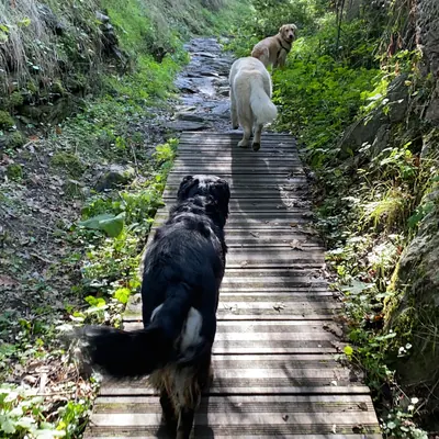Perros por la pasarela del sendero