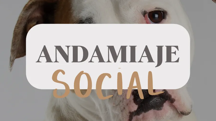 Fase 2: andamiaje social
