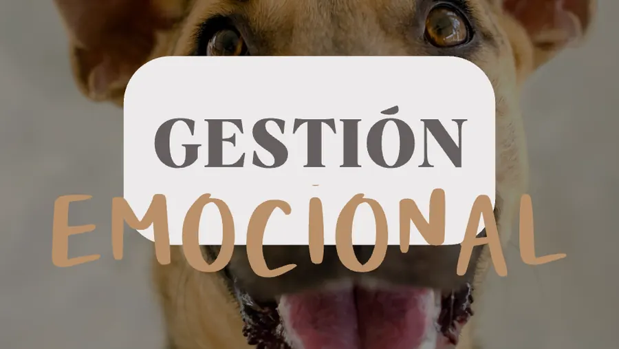 Fase 3: gestión emocional