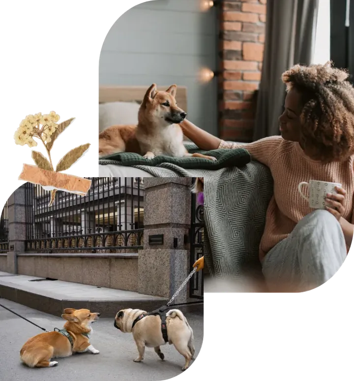 Collage: tutora con su perro en el sofá y perros paseando por la ciudad