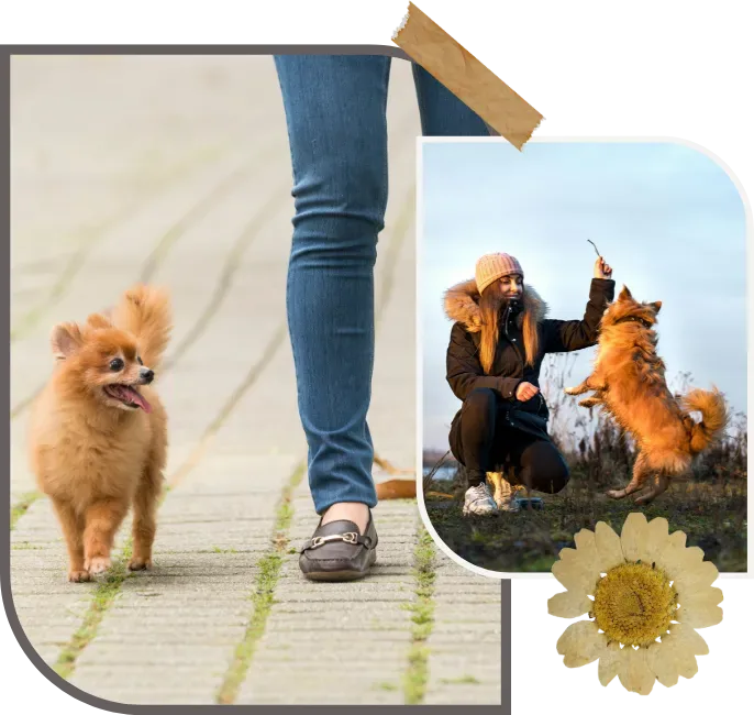 Collage: perros paseando tranquilos con sus tutores