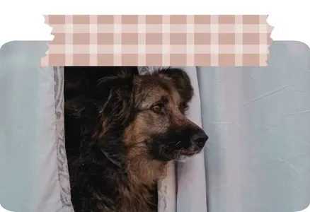 Perro asomado tras la cortina
