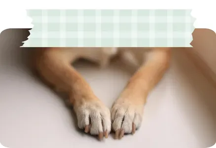 Patas de perro cruzadas