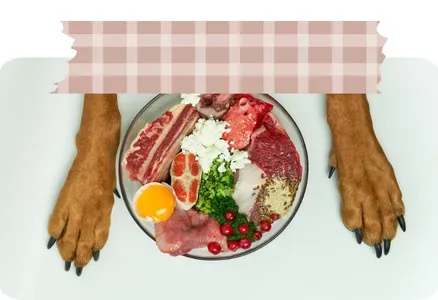 Bol de comida natural entre dos patas