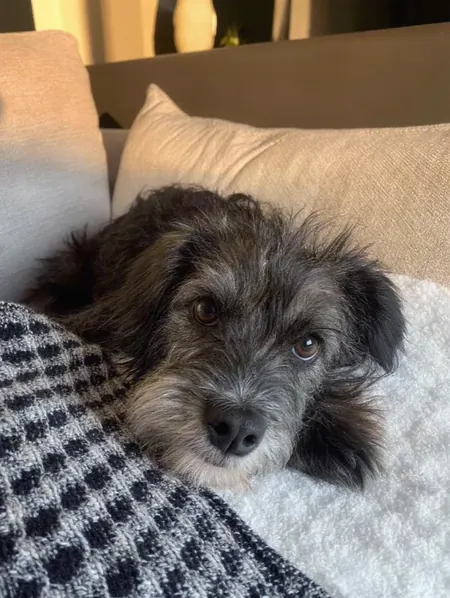 Siri ya adoptada, descansando en el sofá de su casa